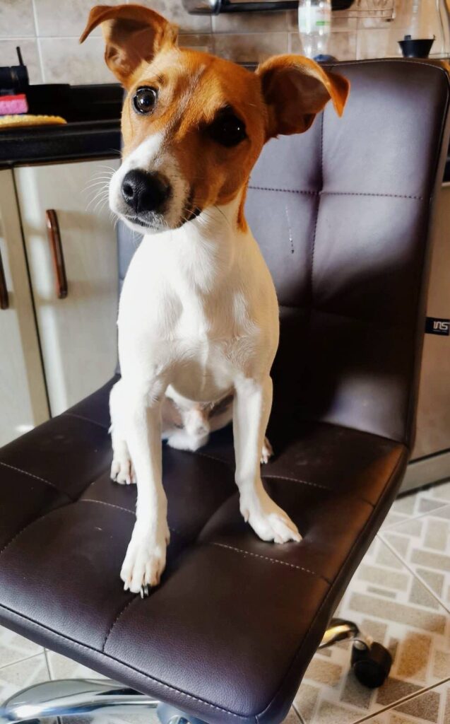 фотоконкурс великі серця братів наших менших 2