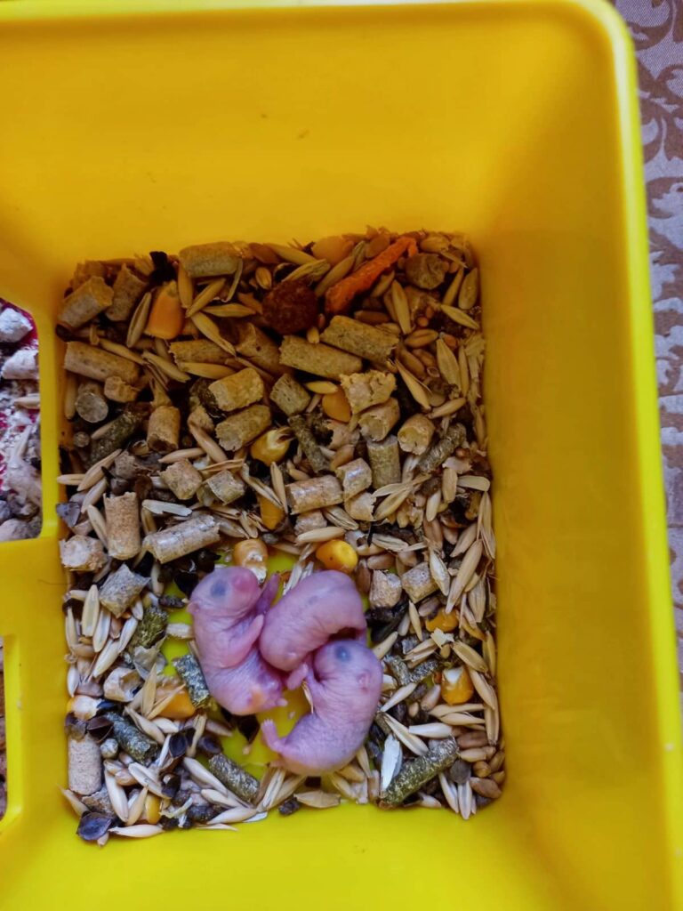 фотоконкурс великі серця братів наших менших 4